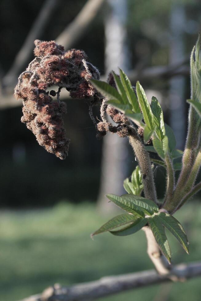 spring plant theme photo