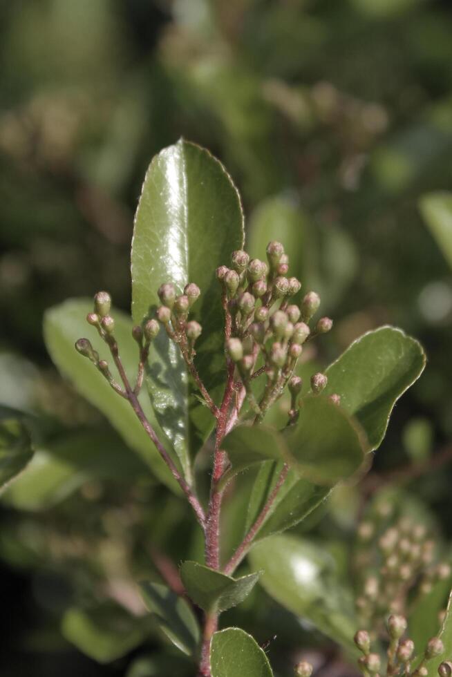 simple plant theme photo