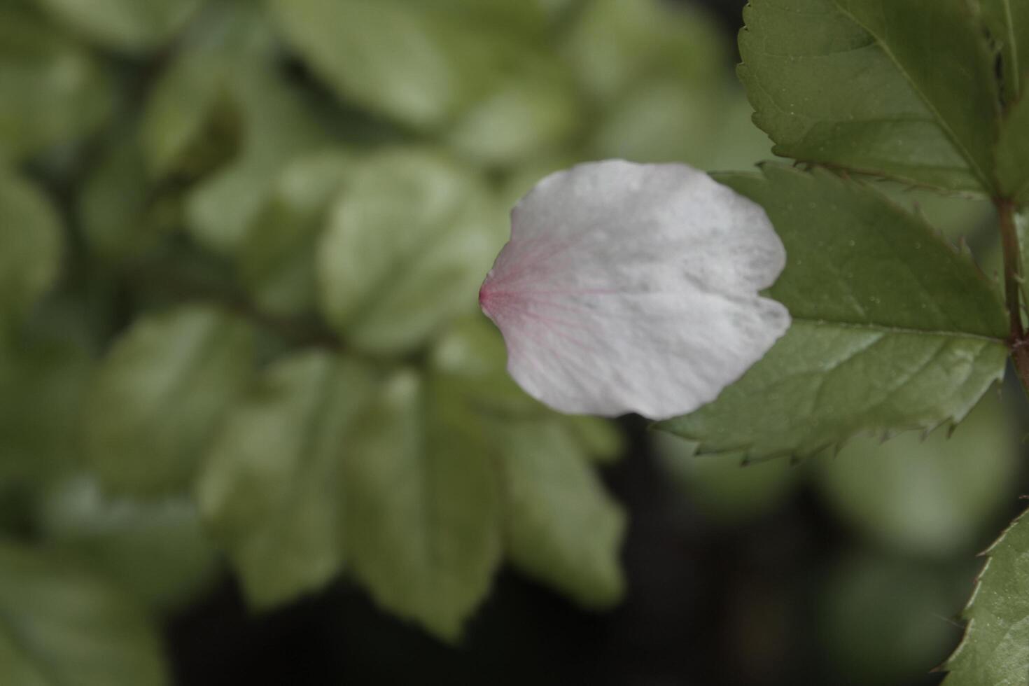 spring plant theme photo