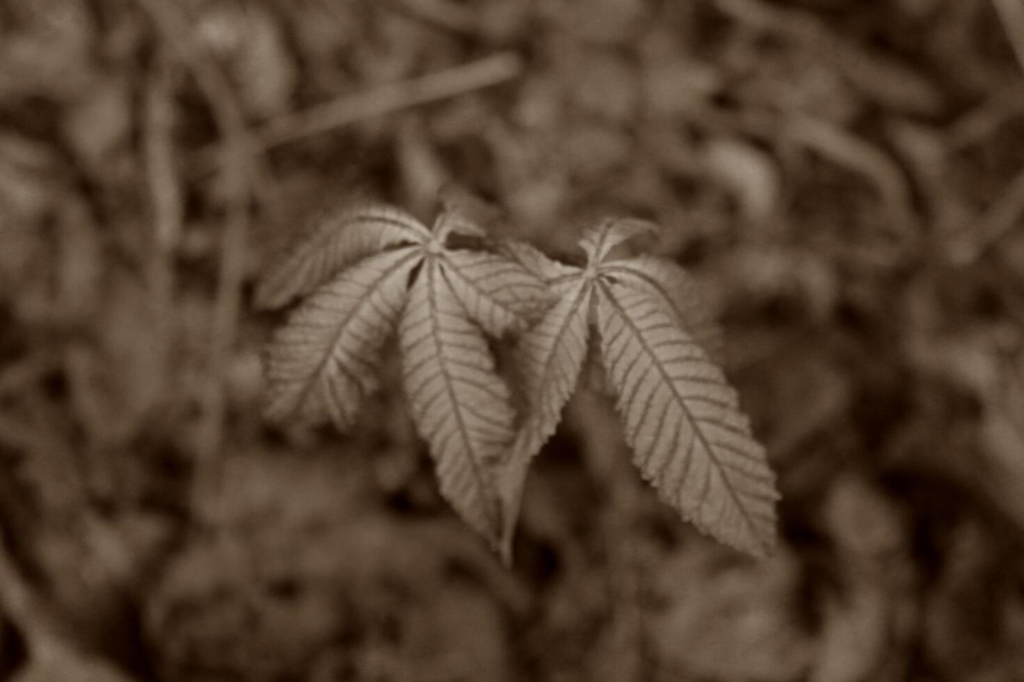 simple plant theme photo