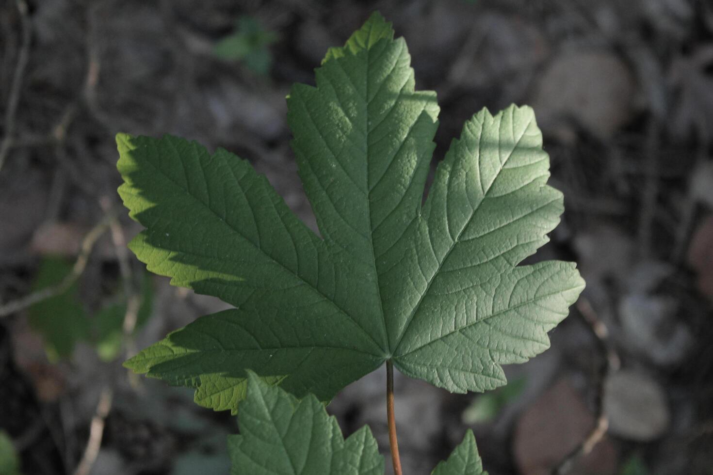 plant theme background photo