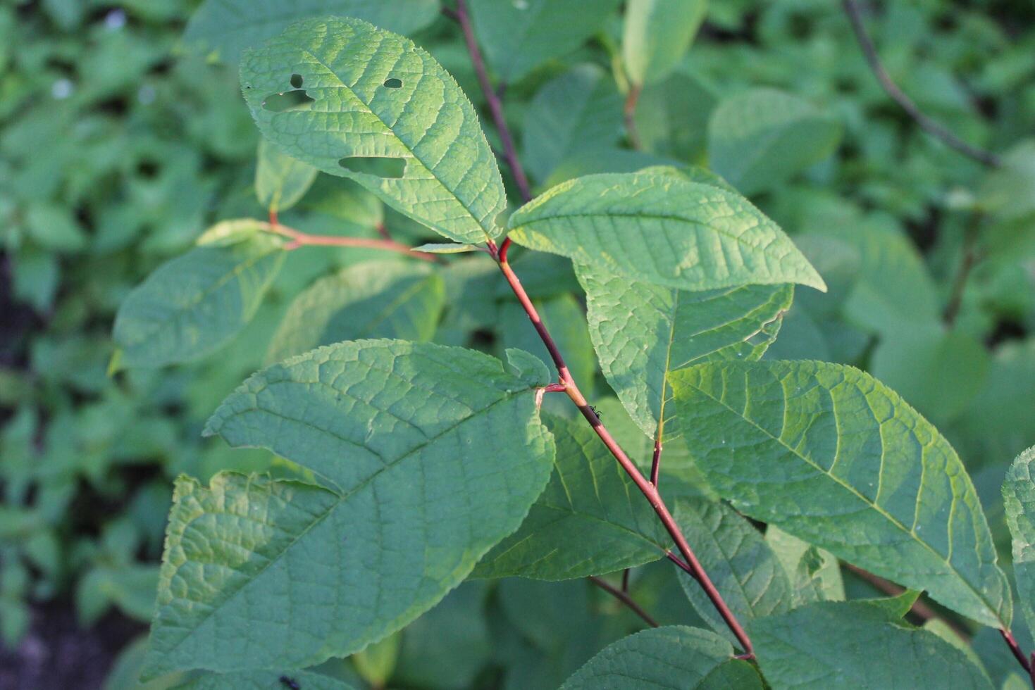 plant theme background photo