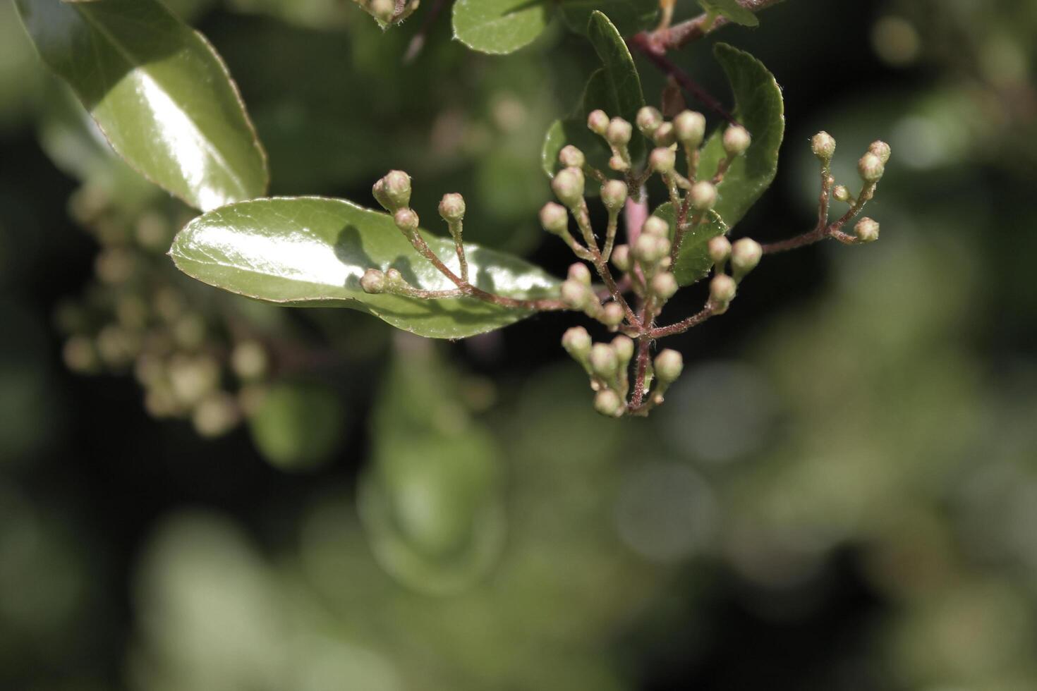 simple plant theme photo