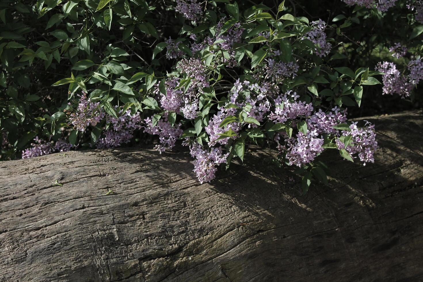 plant theme background photo