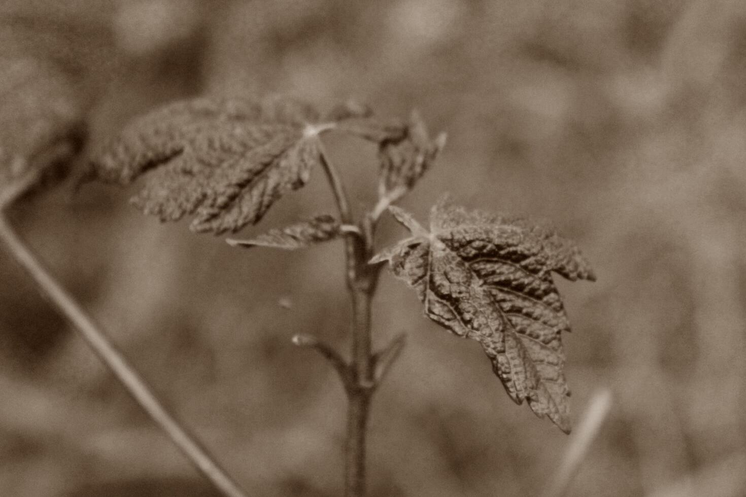 plant theme background photo
