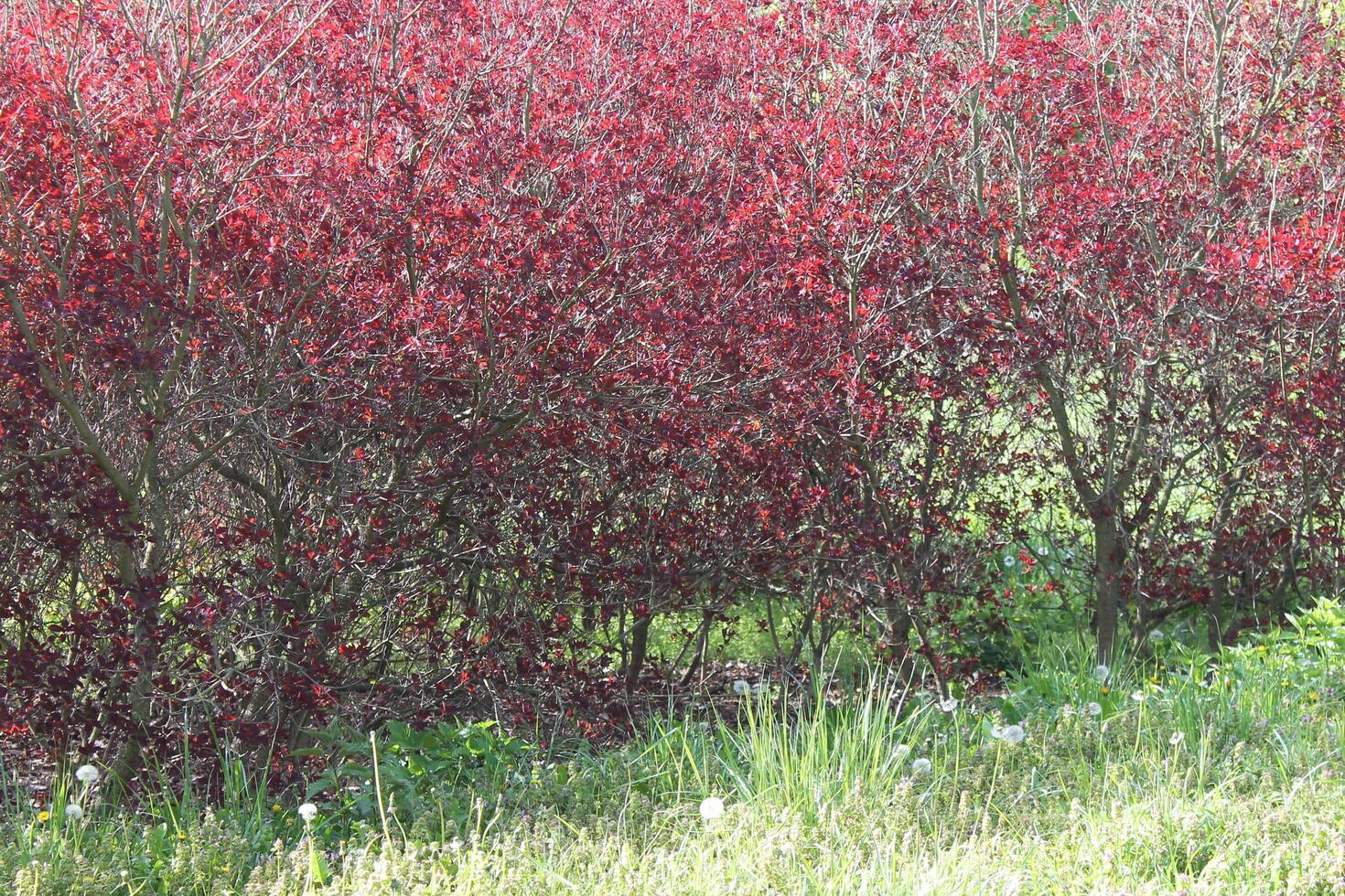 plant theme background photo