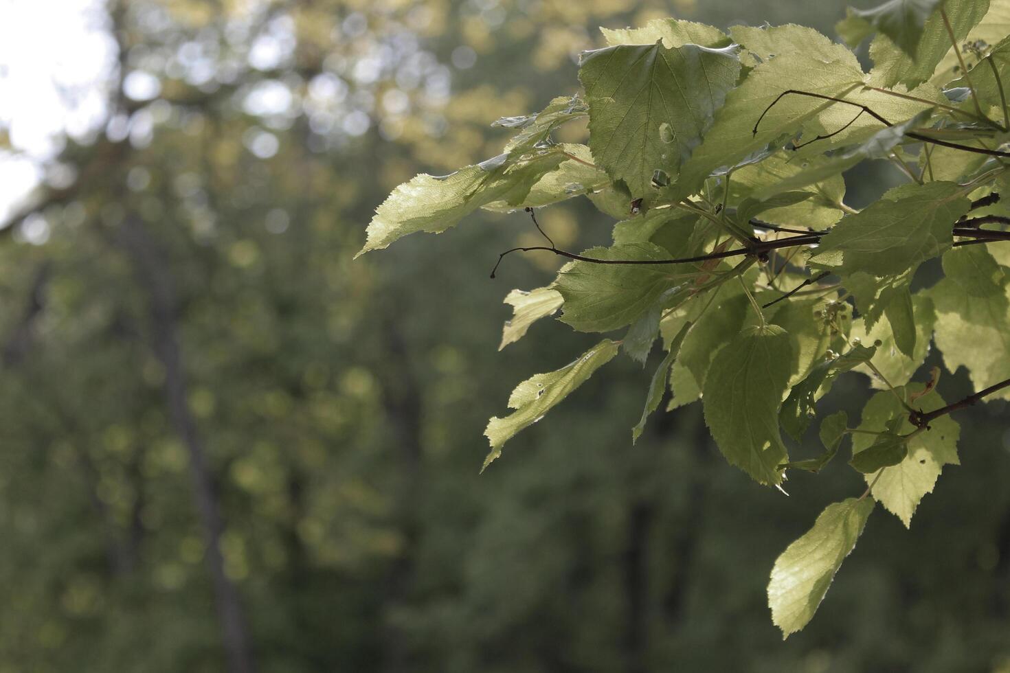 plant theme background photo