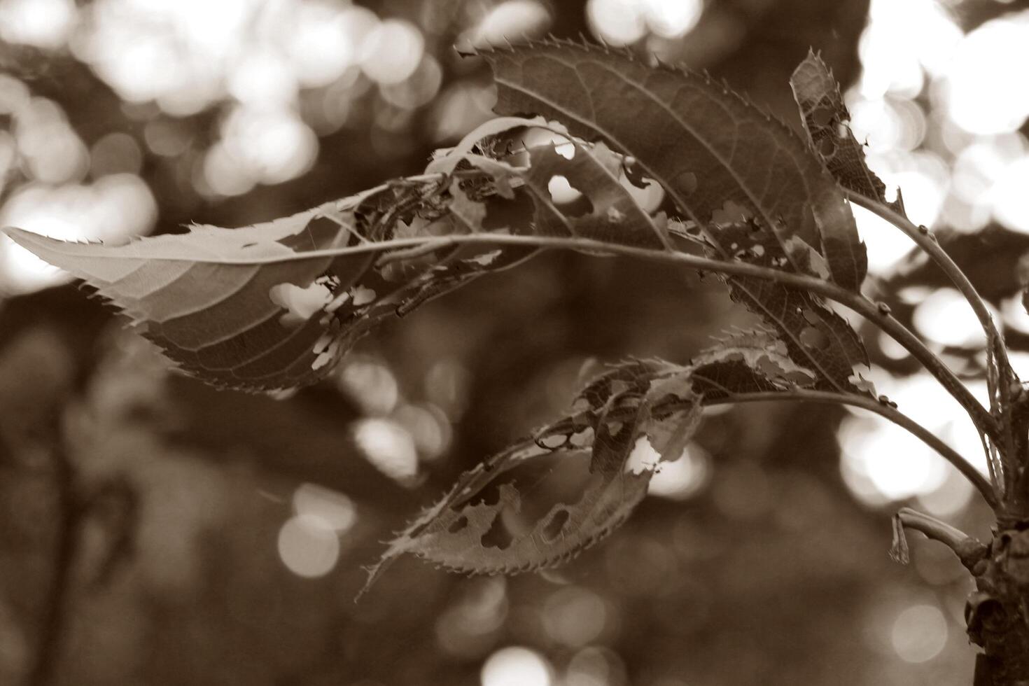 plant theme background photo