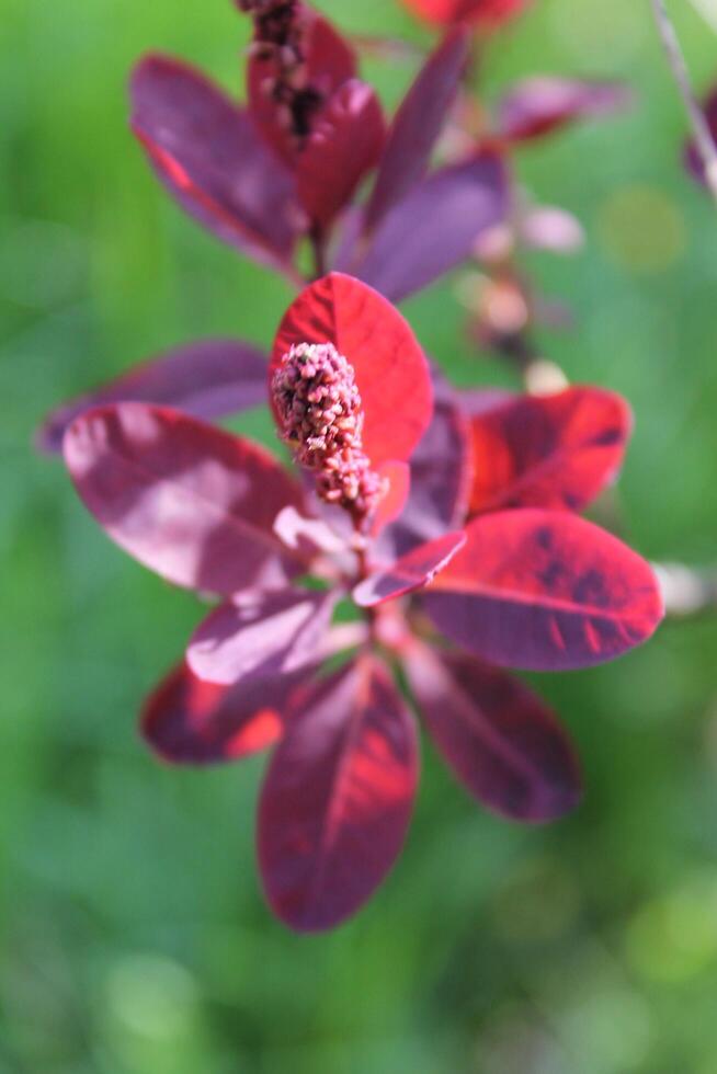 plant theme background photo