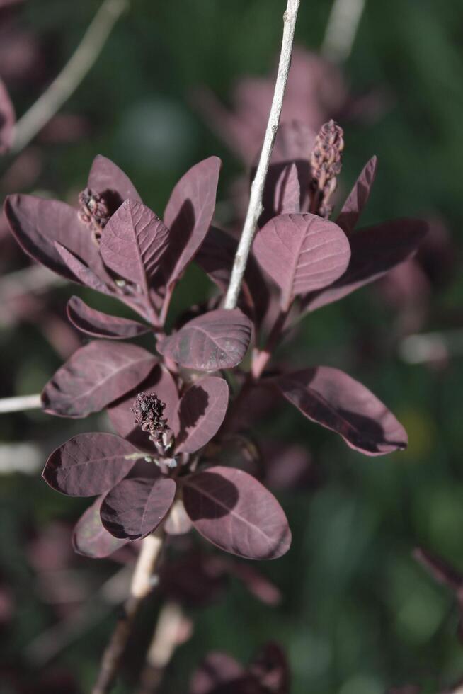 plant theme background photo