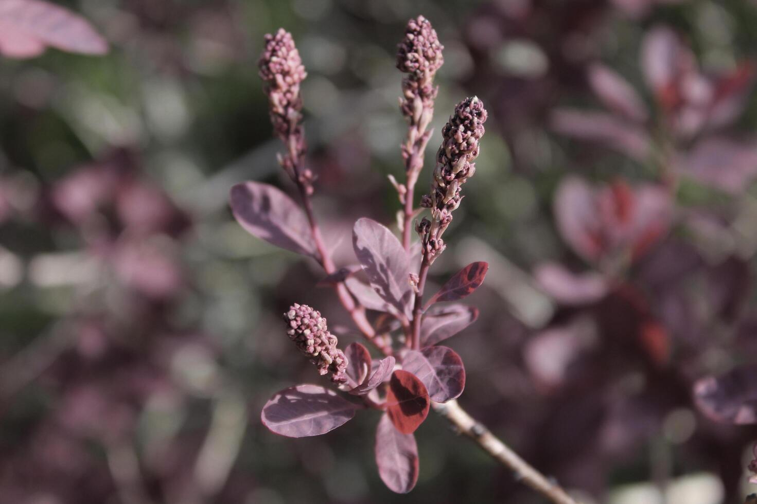 plant theme background photo