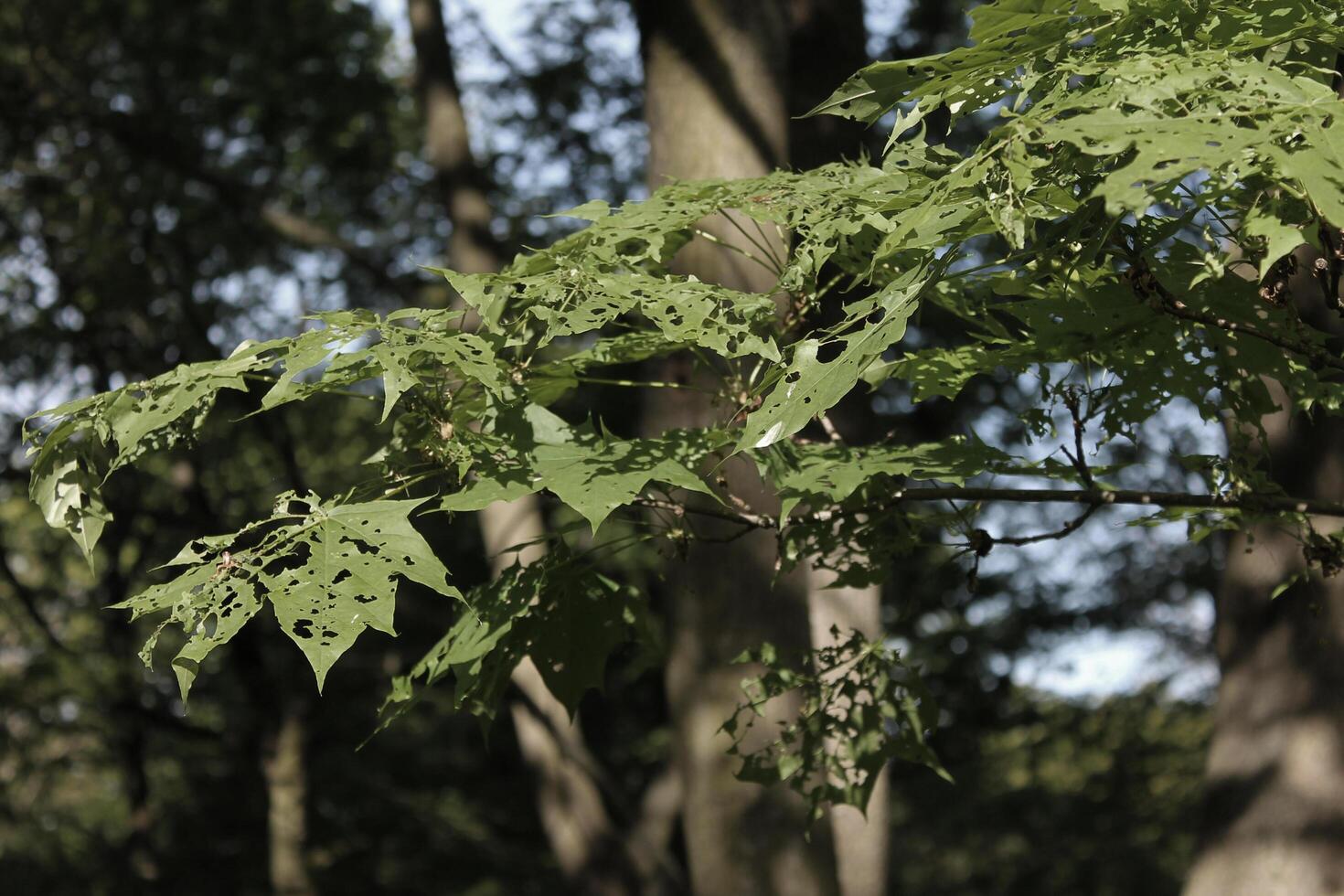 plant theme background photo