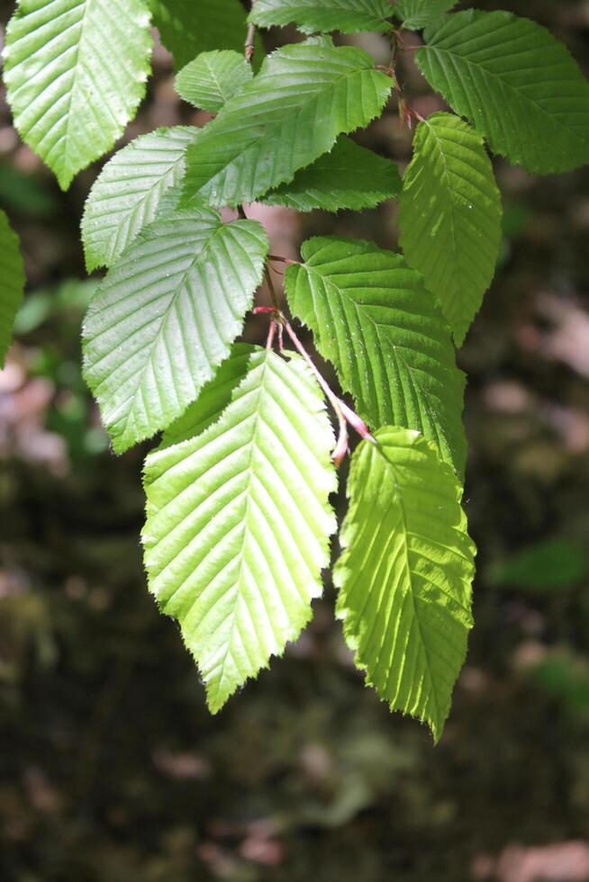 spring plant photo