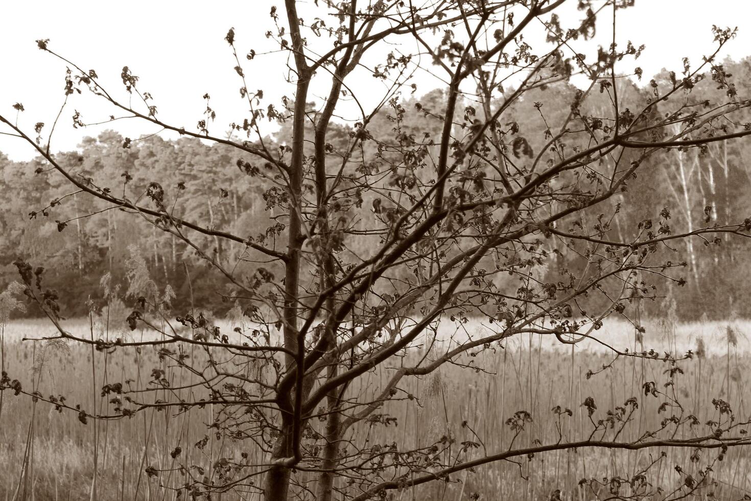 simple springtime theme photo