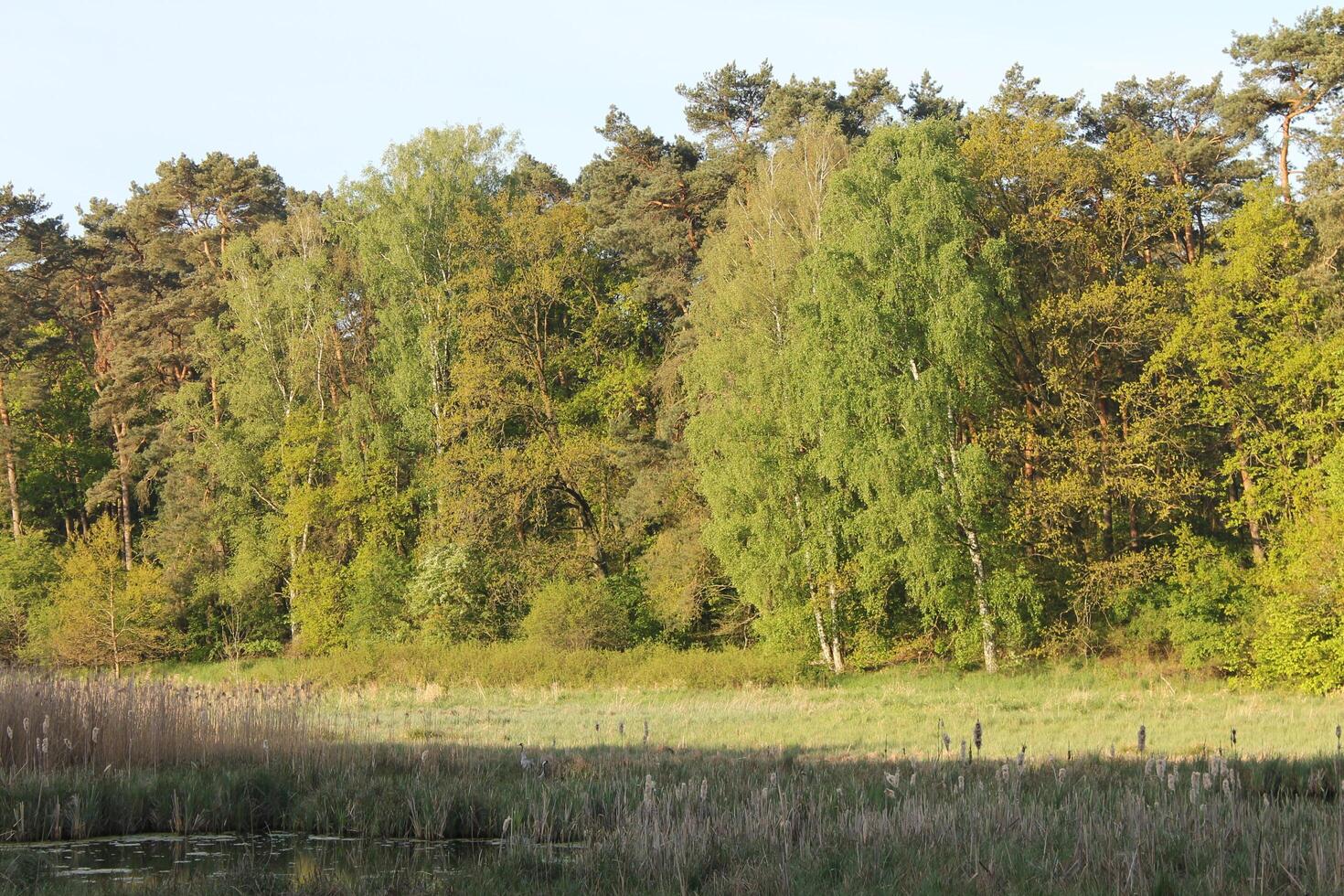 nature background photo