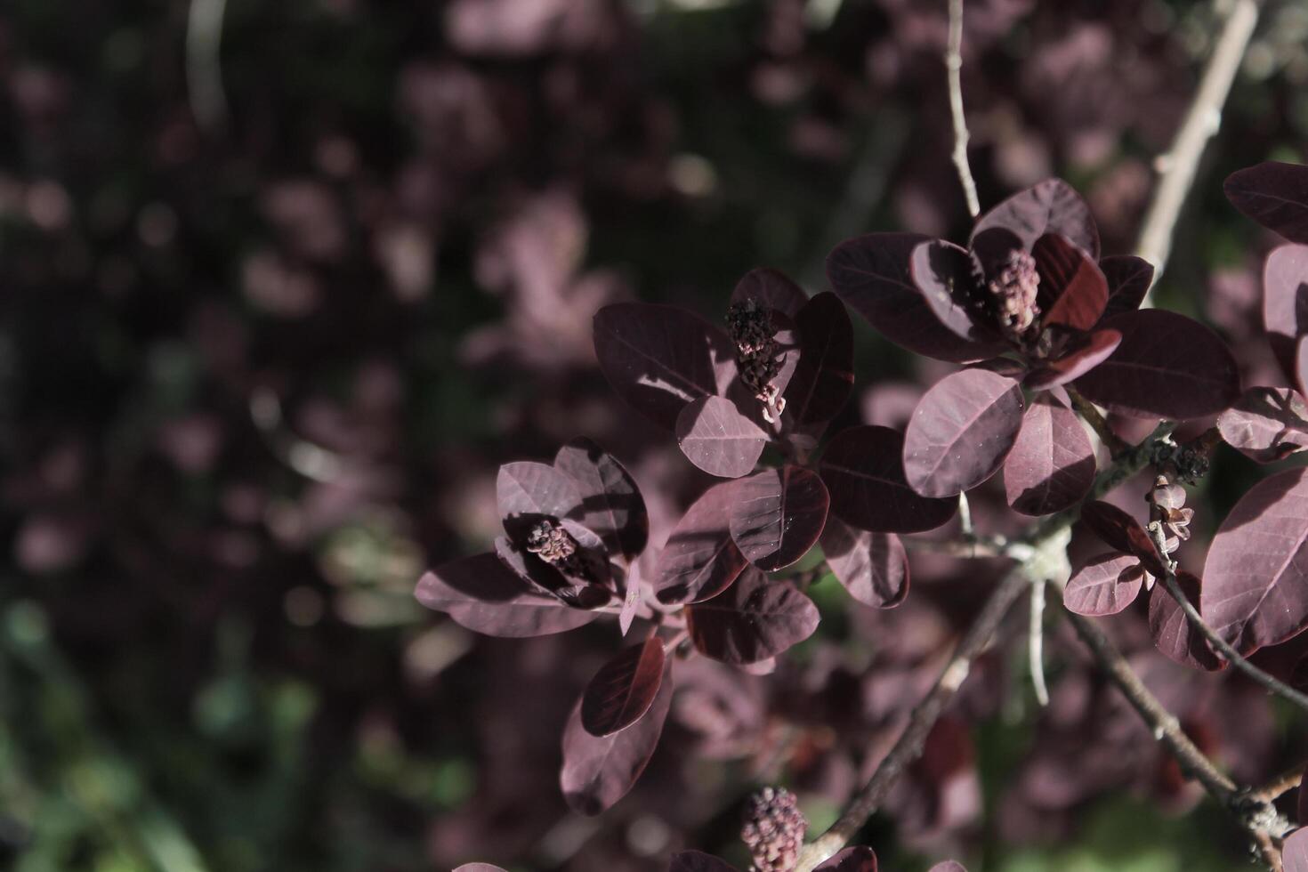 plant theme background photo