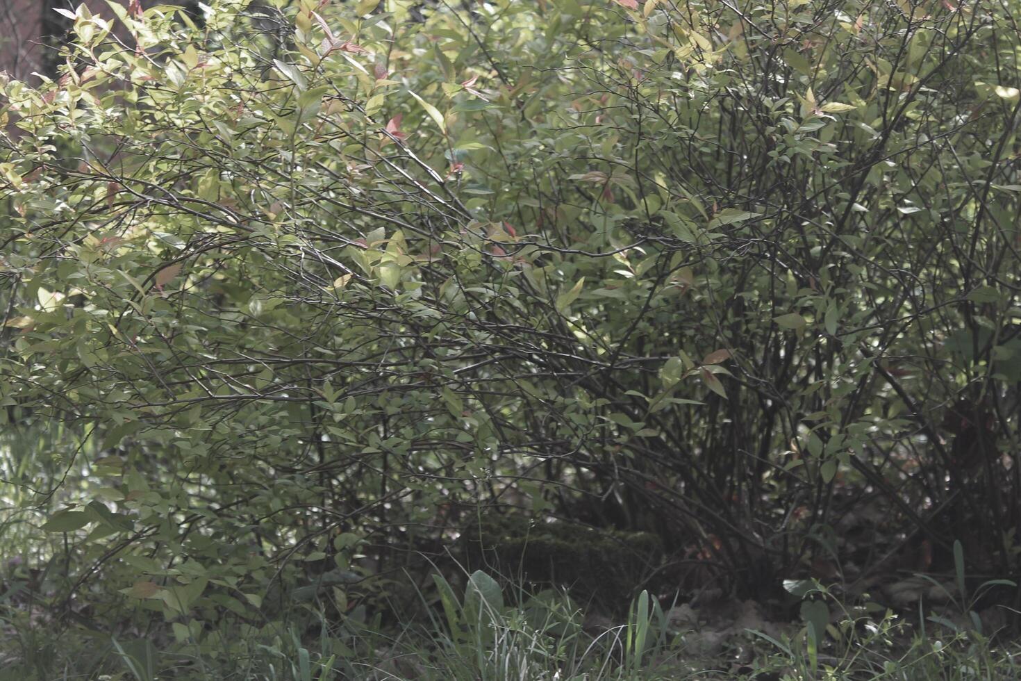 plant theme background photo
