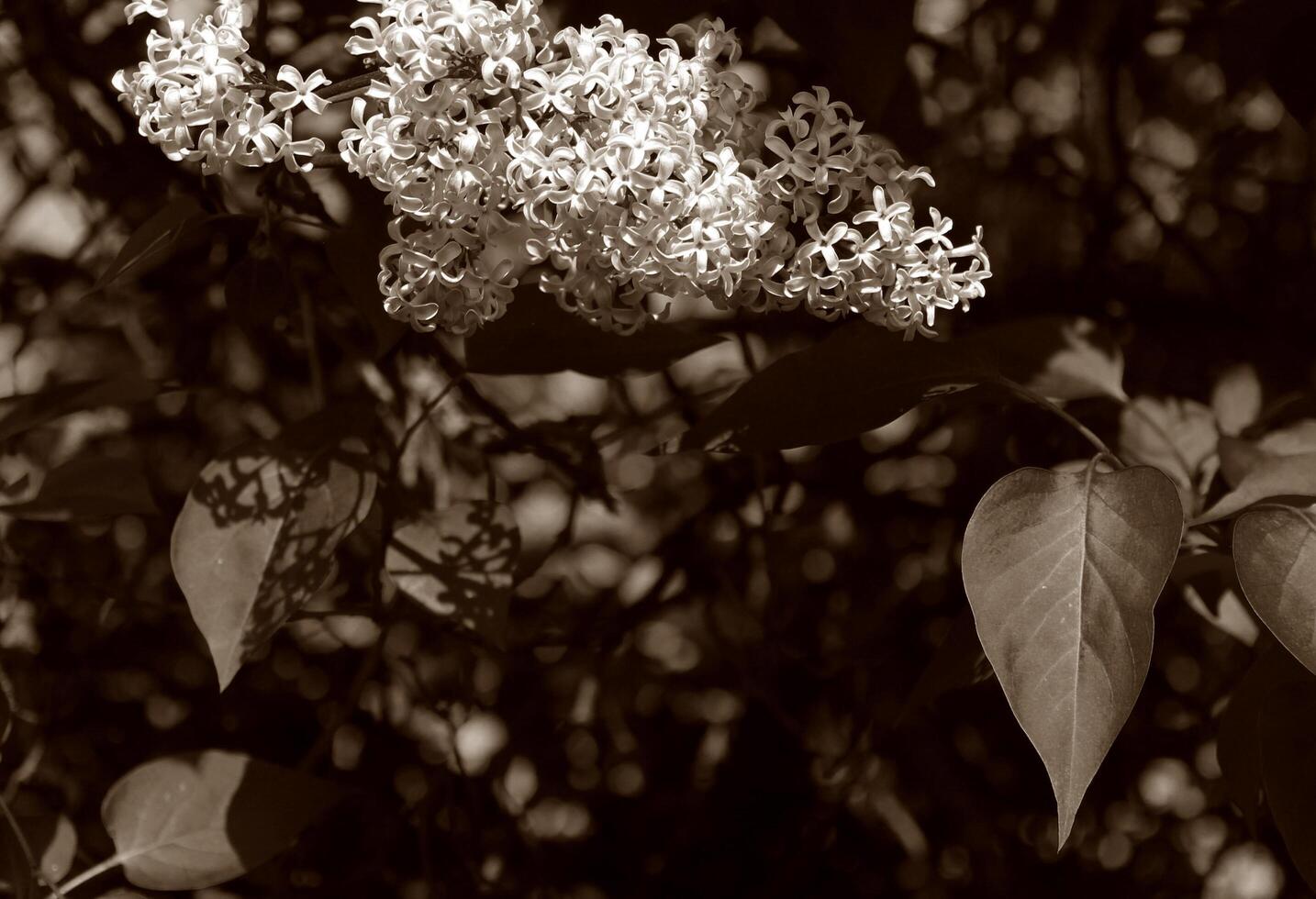plant theme background photo