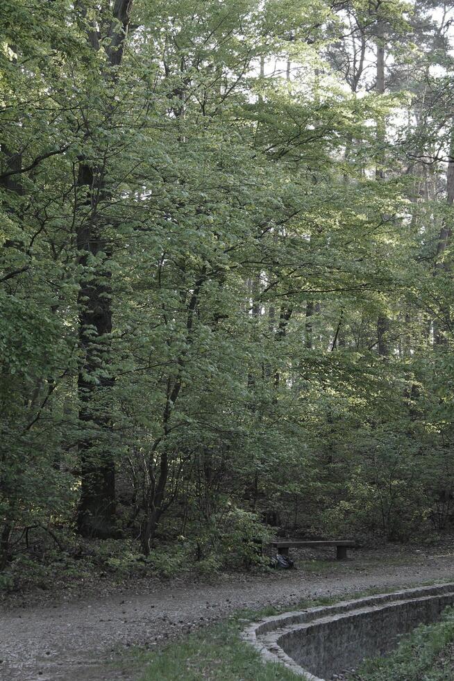 nature background photo