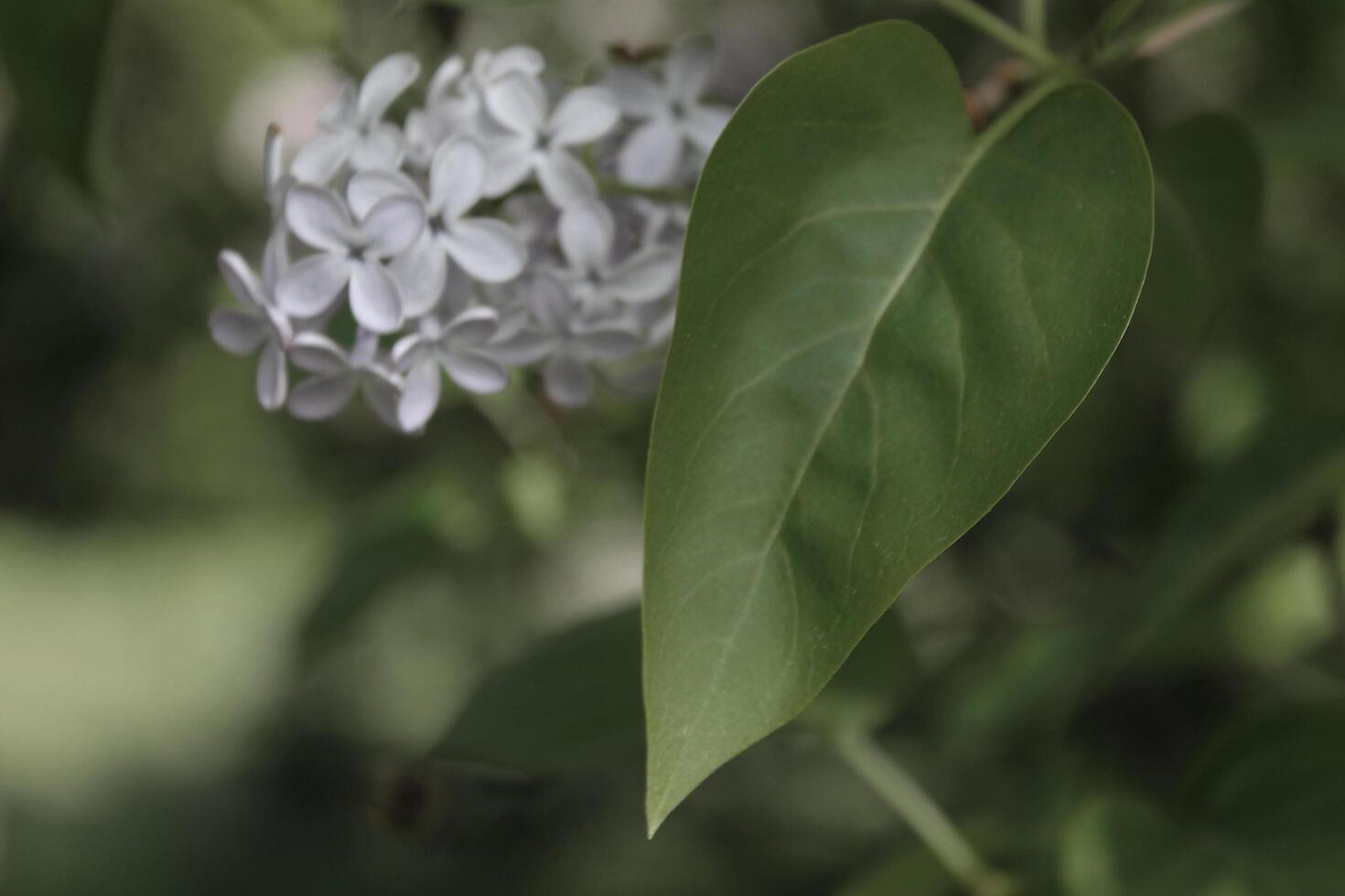 plant theme background photo