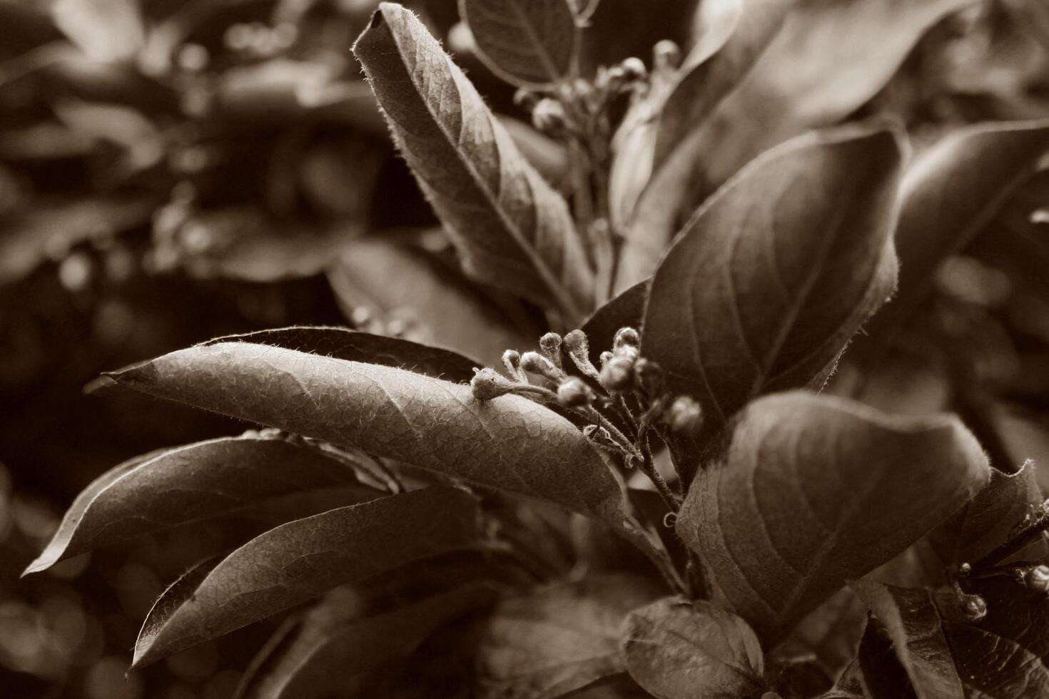 plant theme background photo