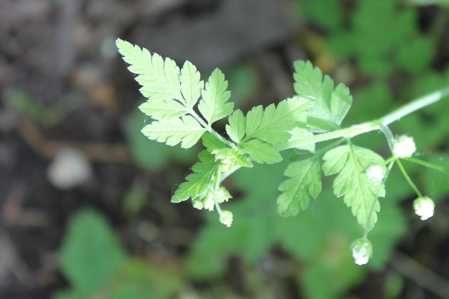 plant theme background photo