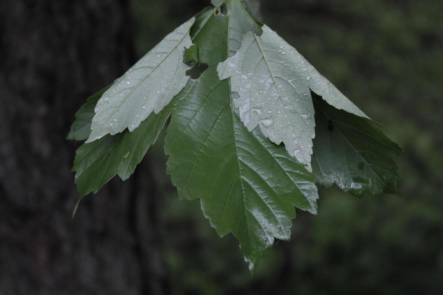 closeup photo of a plant