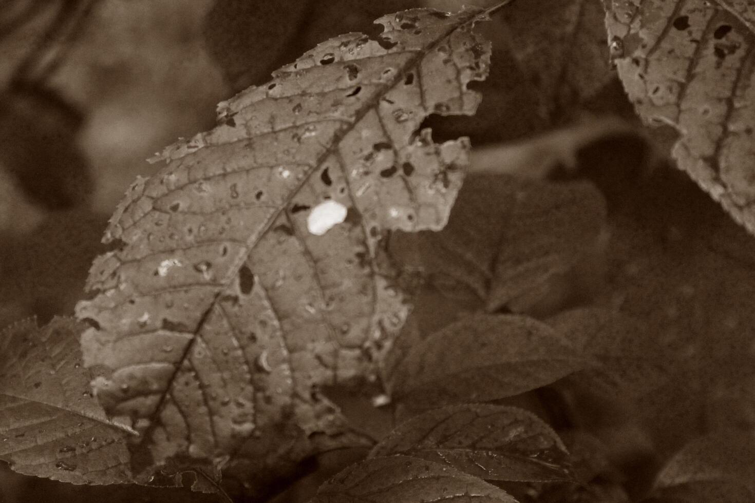 plant theme background photo