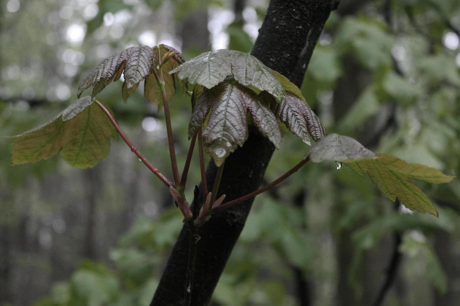 closeup photo of a plant