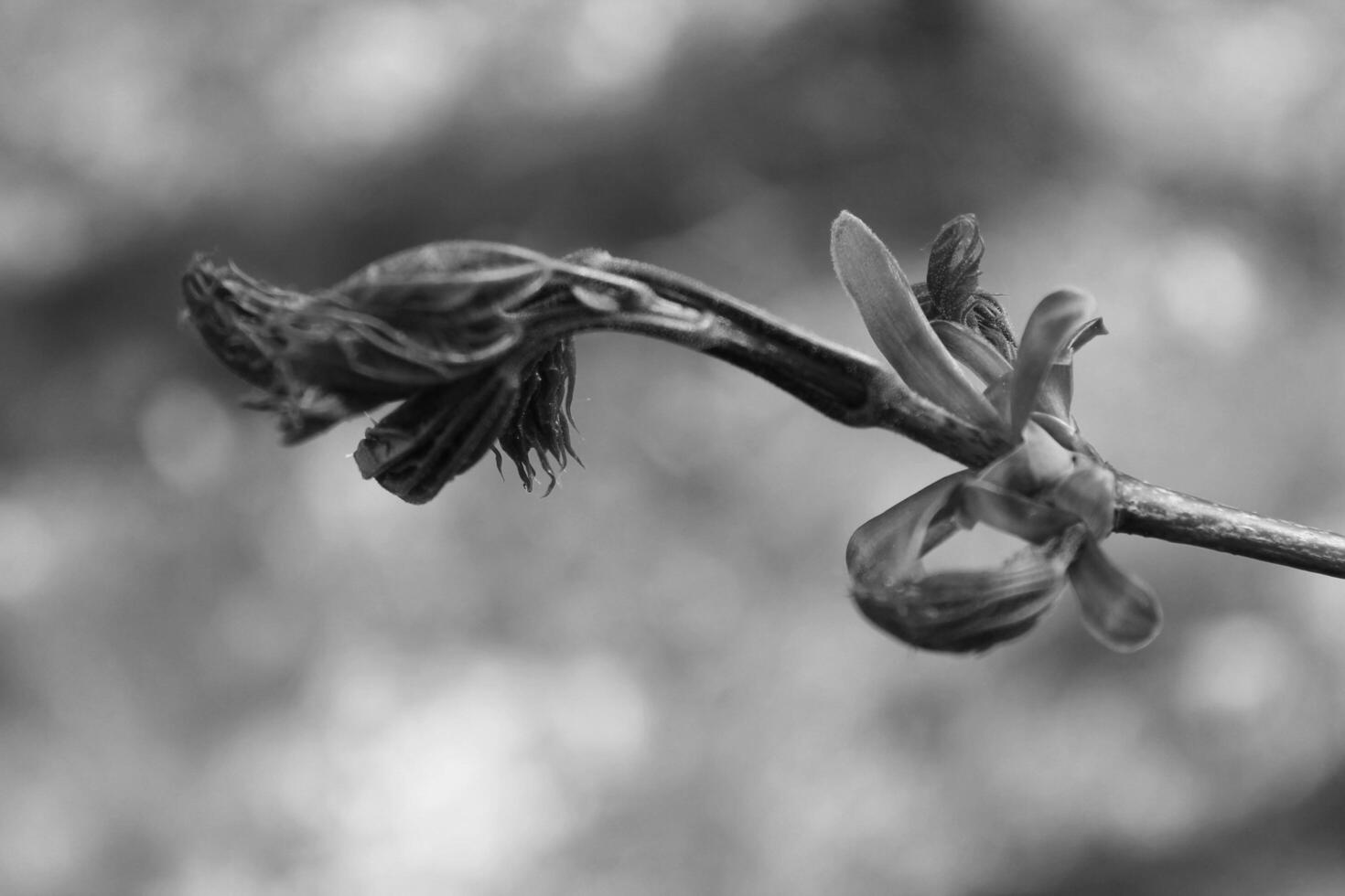 closeup photo of a plant