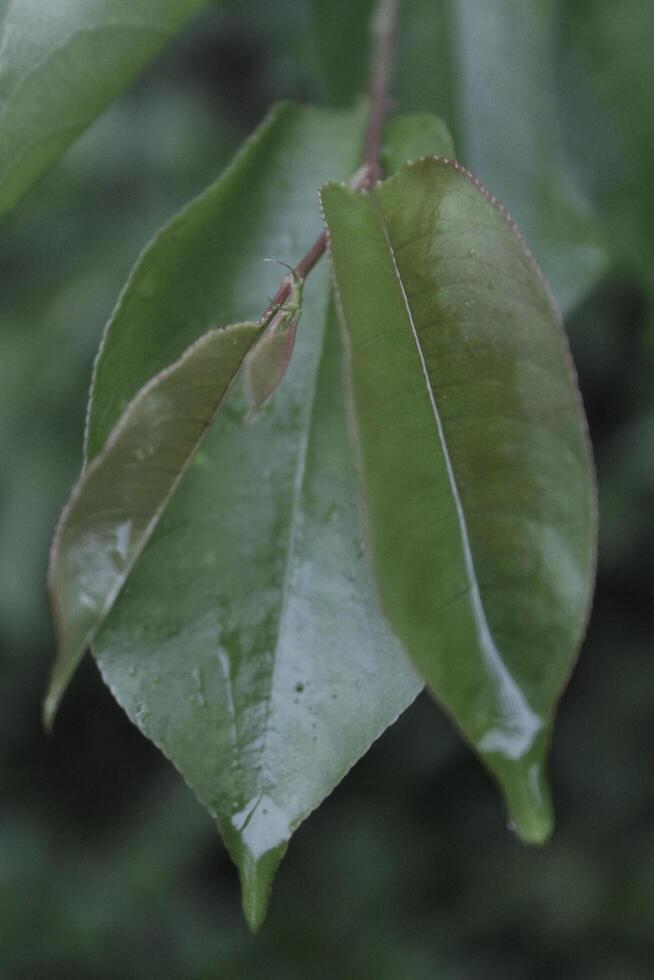 closeup photo of a plant