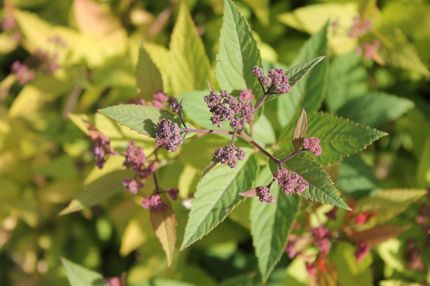 plant theme background photo