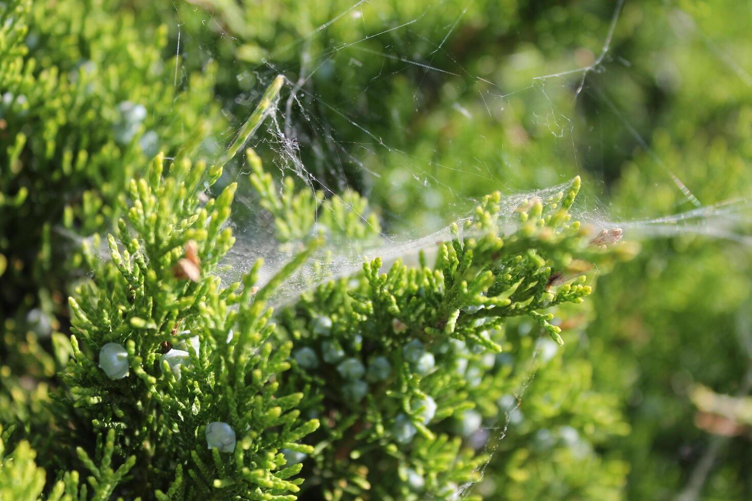 plant theme background photo