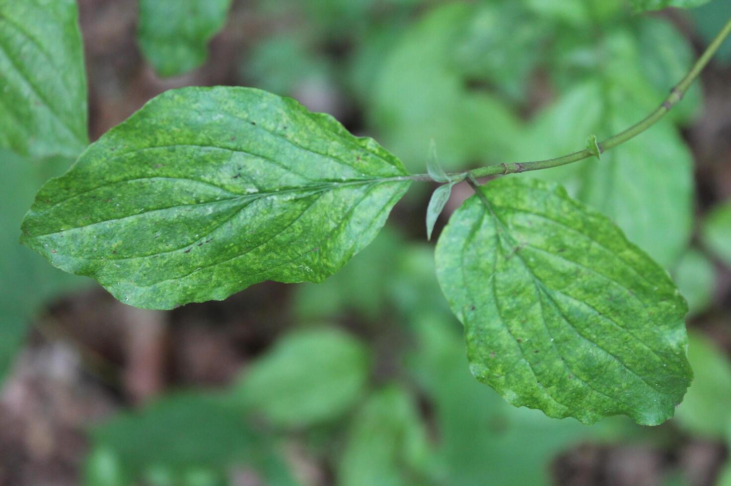 plant theme background photo