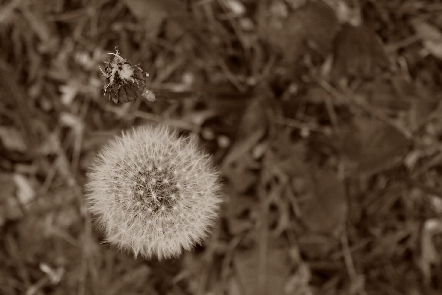 plant theme background photo