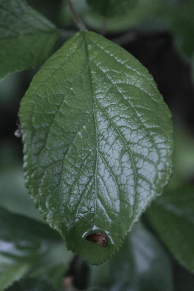 closeup photo of a plant
