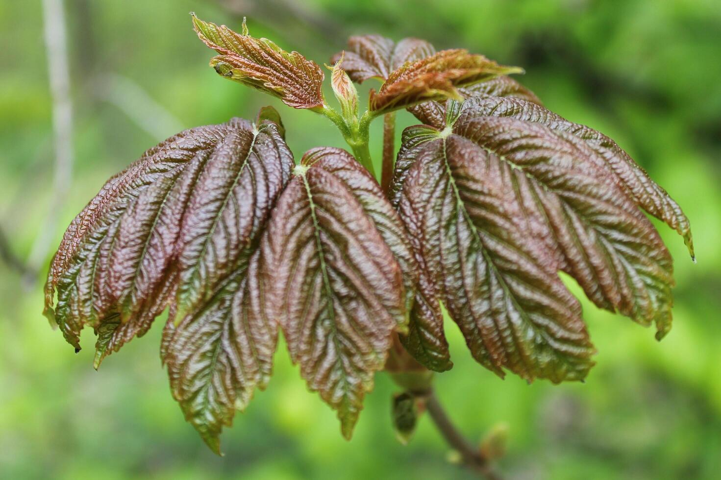 plant theme background photo
