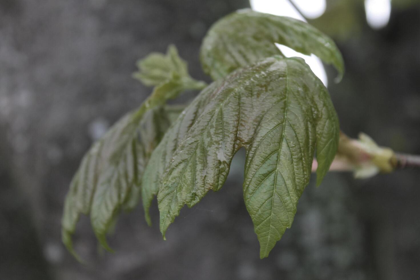 simple plant theme photo