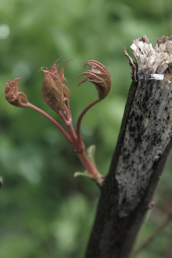 simple plant theme photo