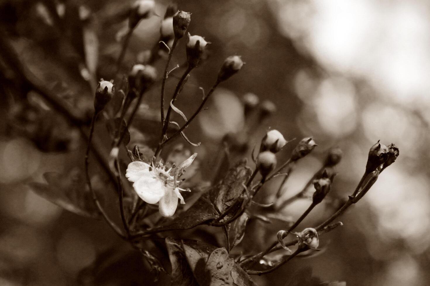 closeup photo of a plant