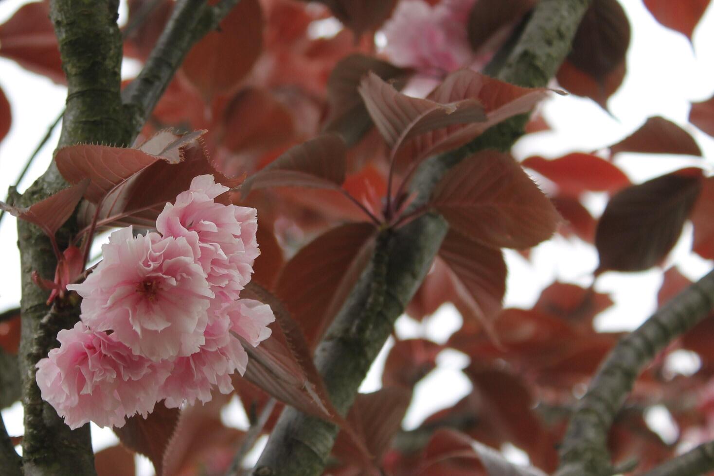 spring plant theme photo
