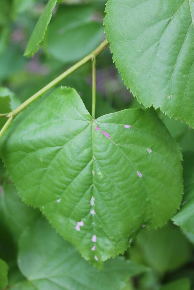 plant theme background photo
