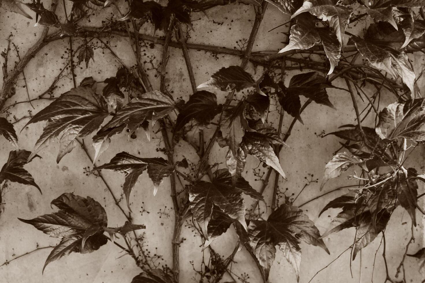 spring plant theme photo
