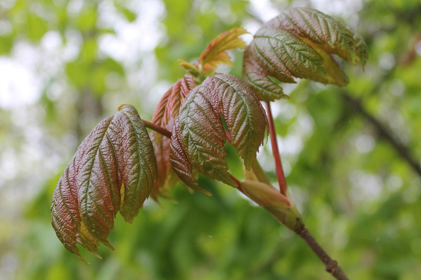 plant theme background photo