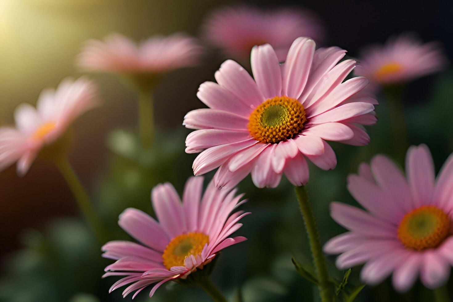 pink daisy flowers photo