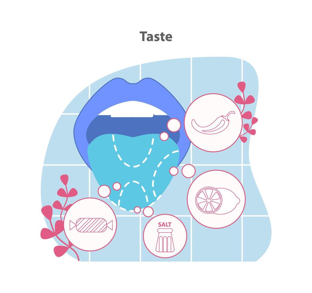 Taste illustration. A depiction of the gustatory system with symbols for sweet, sour, salty. vector