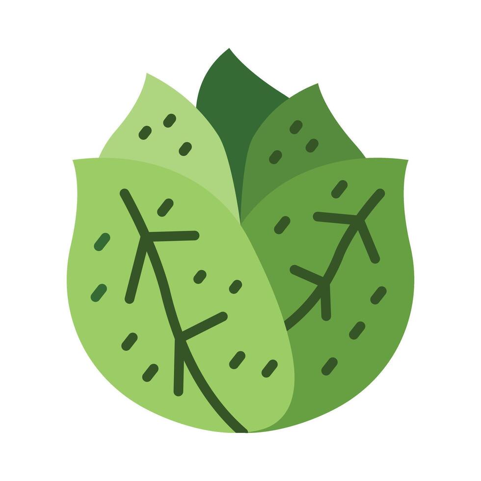 Lettuce Flat Icon Design vector