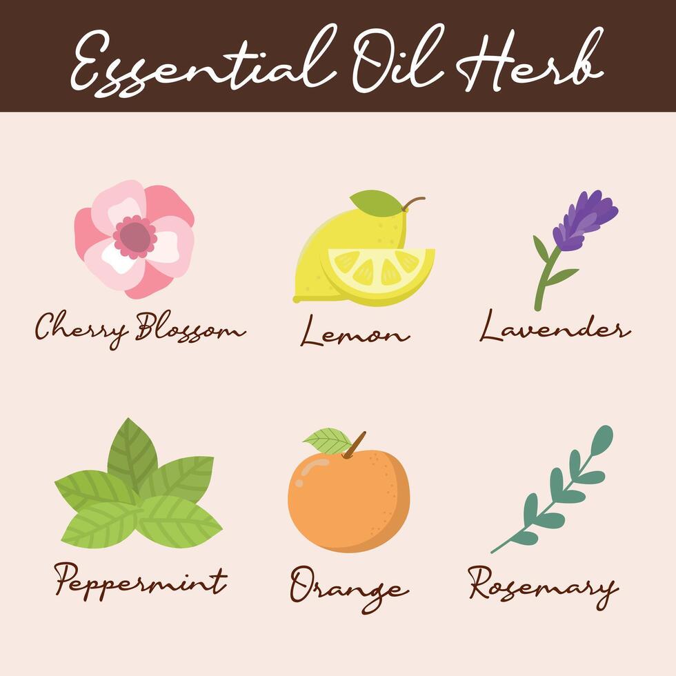 Set of essential oil herb illustration. Hand-drawn aromatherapy element collection vector