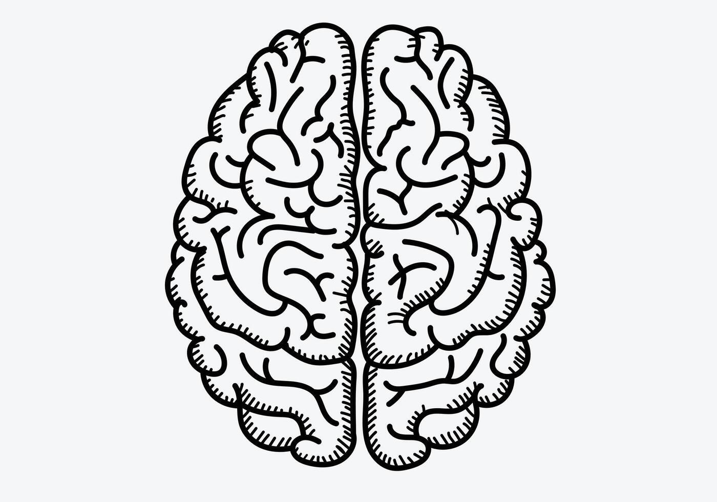 human brain model.Brain sketch art isolate white background vector