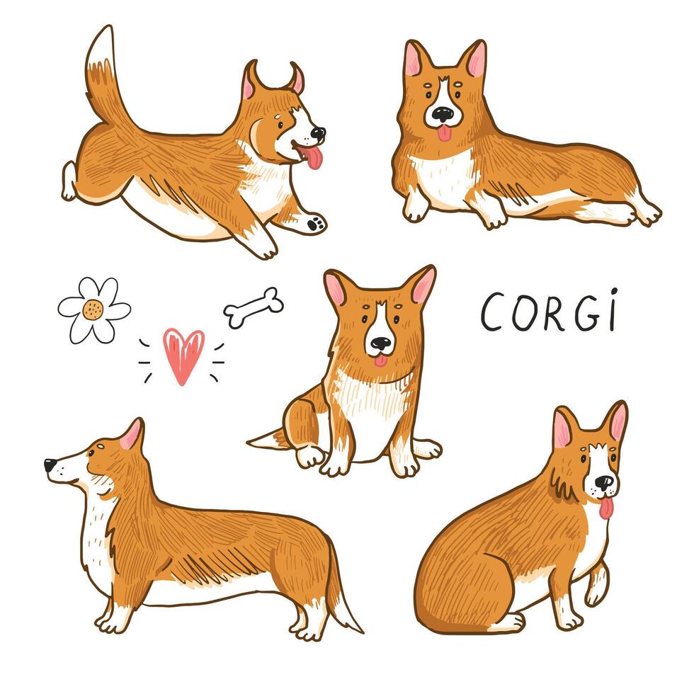 Corgi dog collection illustrations set. vector